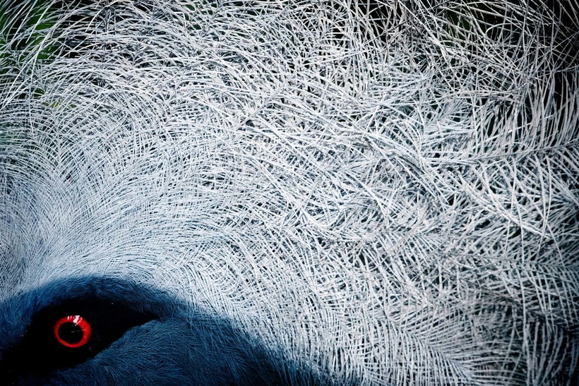 Блог - Лучшие фотографии птиц с конкурса Bird Photographer of the Year Лучшие фотографии птиц с конкурса Bird Photographer of the Year
