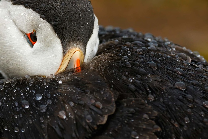 Блог - Лучшие фотографии птиц с конкурса Bird Photographer of the Year Лучшие фотографии птиц с конкурса Bird Photographer of the Year