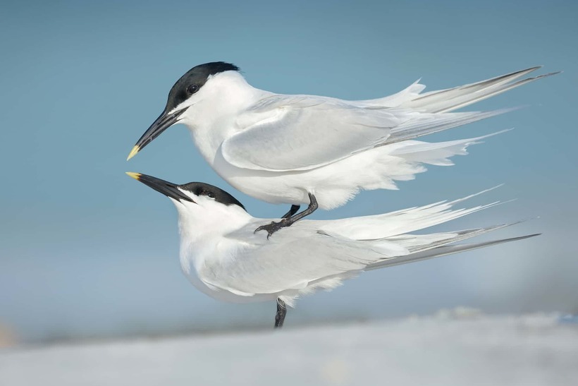 Блог - Лучшие фотографии птиц с конкурса Bird Photographer of the Year Лучшие фотографии птиц с конкурса Bird Photographer of the Year