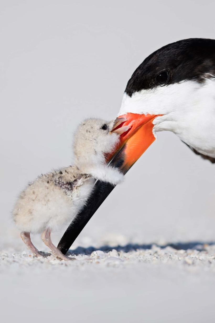 Блог - Лучшие фотографии птиц с конкурса Bird Photographer of the Year Лучшие фотографии птиц с конкурса Bird Photographer of the Year