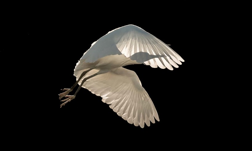 Блог - Лучшие фотографии птиц с конкурса Bird Photographer of the Year Лучшие фотографии птиц с конкурса Bird Photographer of the Year