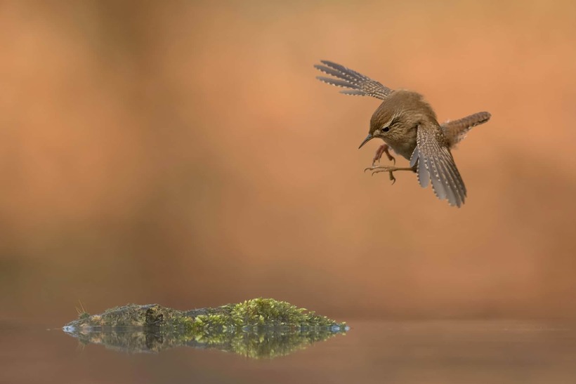 Блог - Лучшие фотографии птиц с конкурса Bird Photographer of the Year Лучшие фотографии птиц с конкурса Bird Photographer of the Year