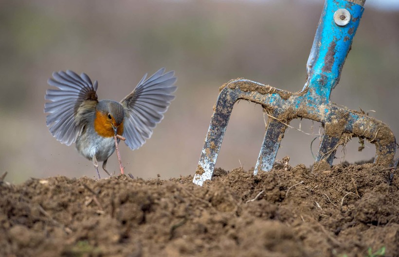 Блог - Лучшие фотографии птиц с конкурса Bird Photographer of the Year Лучшие фотографии птиц с конкурса Bird Photographer of the Year