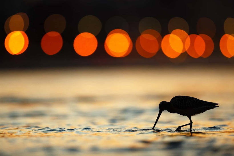 Блог - Лучшие фотографии птиц с конкурса Bird Photographer of the Year Лучшие фотографии птиц с конкурса Bird Photographer of the Year
