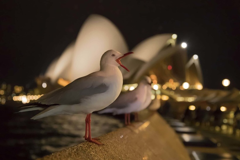 Блог - Лучшие фотографии птиц с конкурса Bird Photographer of the Year Лучшие фотографии птиц с конкурса Bird Photographer of the Year