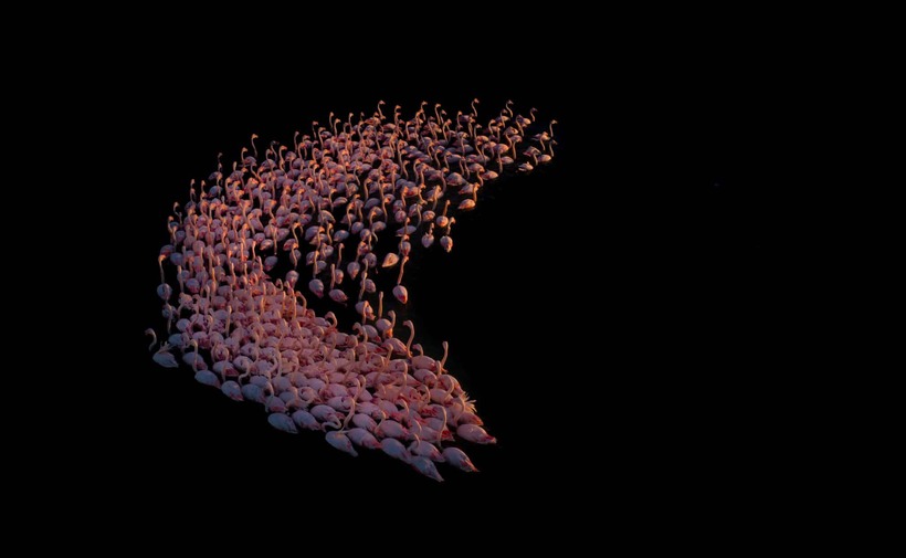 Блог - Лучшие фотографии птиц с конкурса Bird Photographer of the Year Лучшие фотографии птиц с конкурса Bird Photographer of the Year