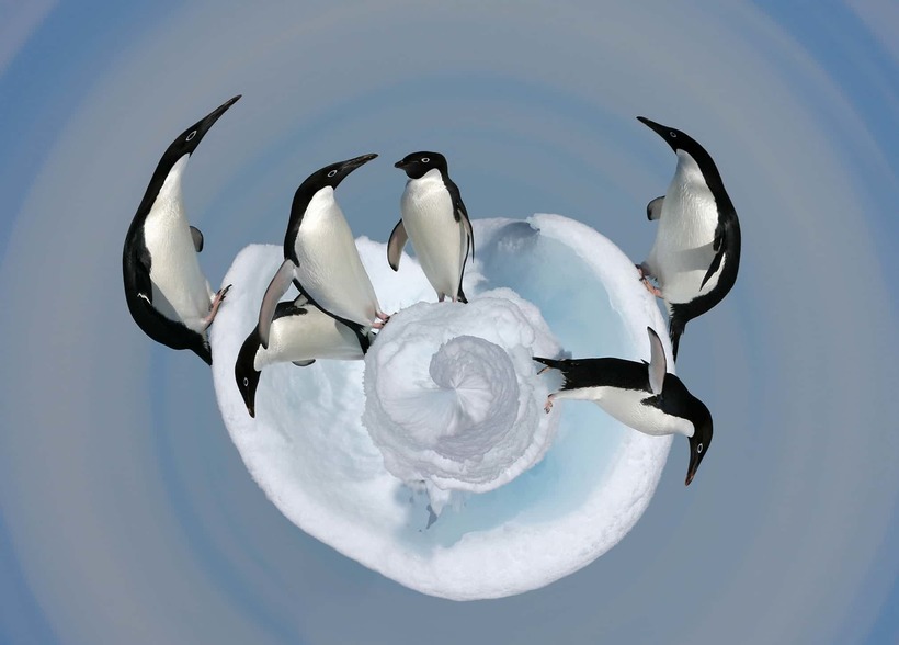 Блог - Лучшие фотографии птиц с конкурса Bird Photographer of the Year Лучшие фотографии птиц с конкурса Bird Photographer of the Year