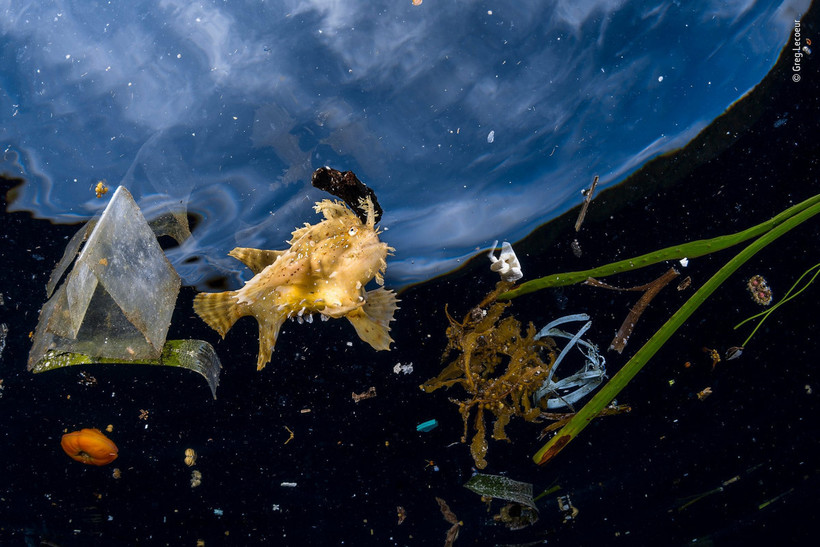 Блог - 14 сногсшибательных работ финалистов конкурса Wildlife Photographer of the Year 2018 14 сногсшибательных работ финалистов конкурса Wildlife Photographer of the Year 2018