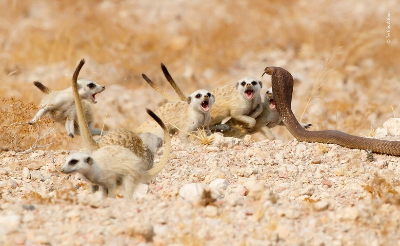 Блог - 14 сногсшибательных работ финалистов конкурса Wildlife Photographer of the Year 2018 14 сногсшибательных работ финалистов конкурса Wildlife Photographer of the Year 2018