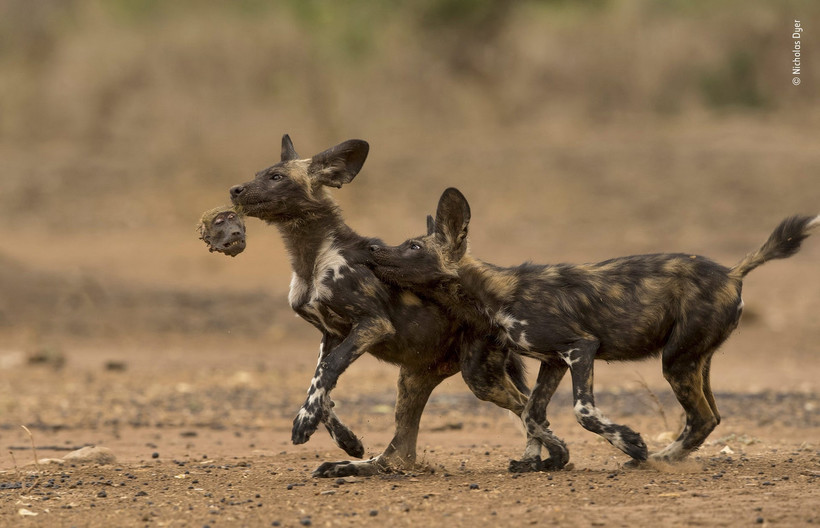 Блог - 14 сногсшибательных работ финалистов конкурса Wildlife Photographer of the Year 2018 14 сногсшибательных работ финалистов конкурса Wildlife Photographer of the Year 2018