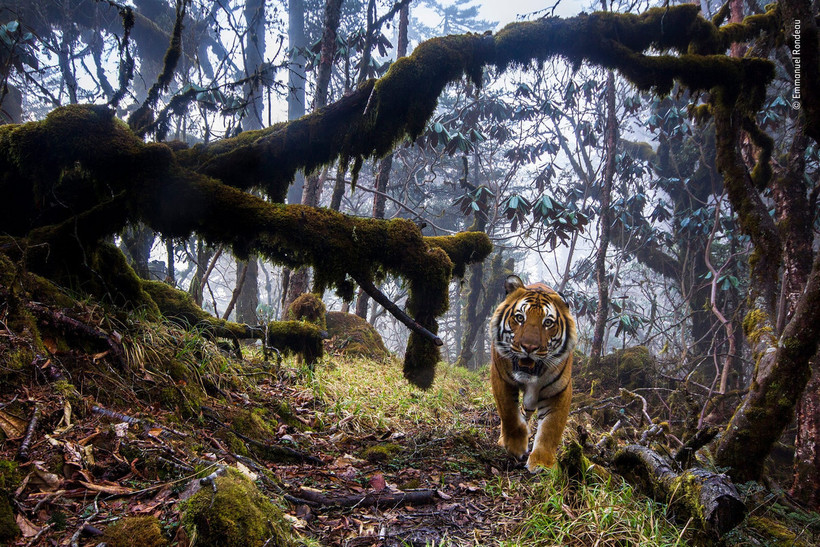 Блог - 14 сногсшибательных работ финалистов конкурса Wildlife Photographer of the Year 2018 14 сногсшибательных работ финалистов конкурса Wildlife Photographer of the Year 2018