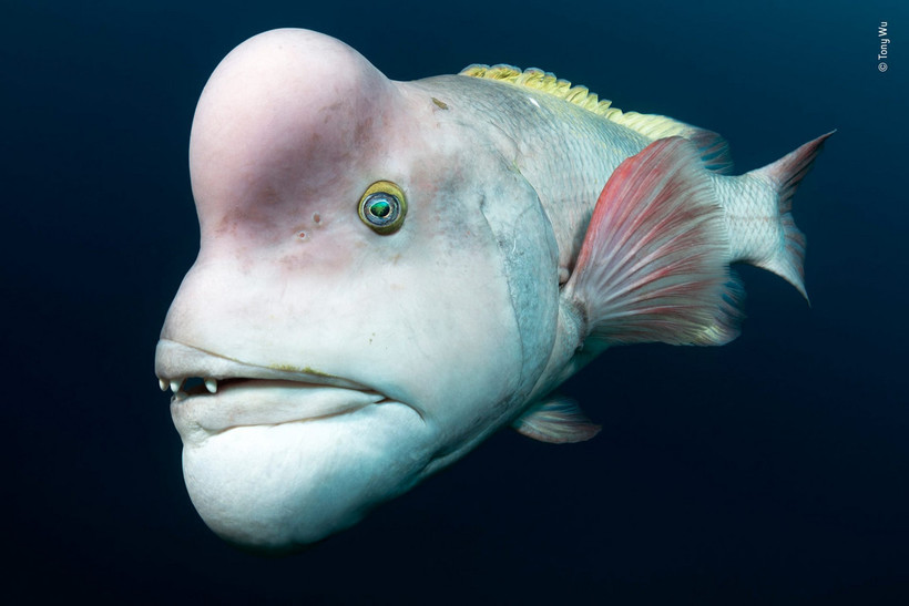 Блог - 14 сногсшибательных работ финалистов конкурса Wildlife Photographer of the Year 2018 14 сногсшибательных работ финалистов конкурса Wildlife Photographer of the Year 2018