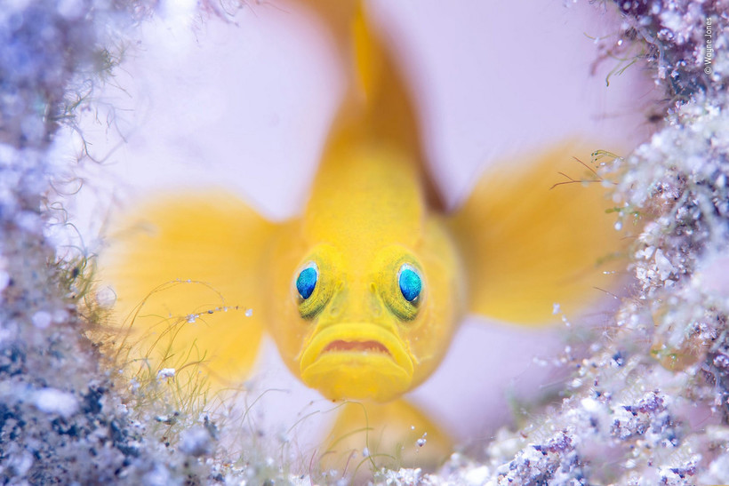 Блог - 14 сногсшибательных работ финалистов конкурса Wildlife Photographer of the Year 2018 14 сногсшибательных работ финалистов конкурса Wildlife Photographer of the Year 2018