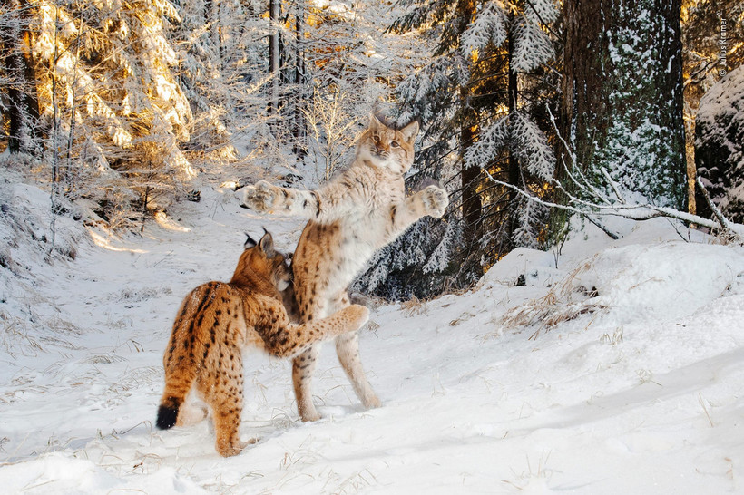 Блог - 14 сногсшибательных работ финалистов конкурса Wildlife Photographer of the Year 2018 14 сногсшибательных работ финалистов конкурса Wildlife Photographer of the Year 2018