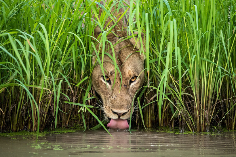 Блог - 14 сногсшибательных работ финалистов конкурса Wildlife Photographer of the Year 2018 14 сногсшибательных работ финалистов конкурса Wildlife Photographer of the Year 2018