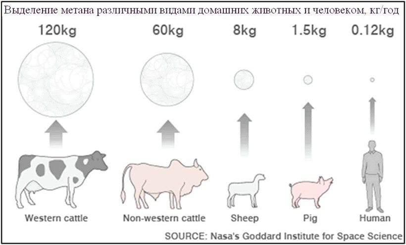 Блог - Экологи и вегетарианцы заодно: почему мясо не полезно Экологи и вегетарианцы заодно: почему мясо не полезно