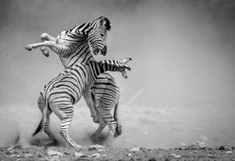 Блог - Победители в категории «Монохром» фотоконкурса Siena International Photo Awards 2018 Победители в категории «Монохром» фотоконкурса Siena International Photo Awards 2018