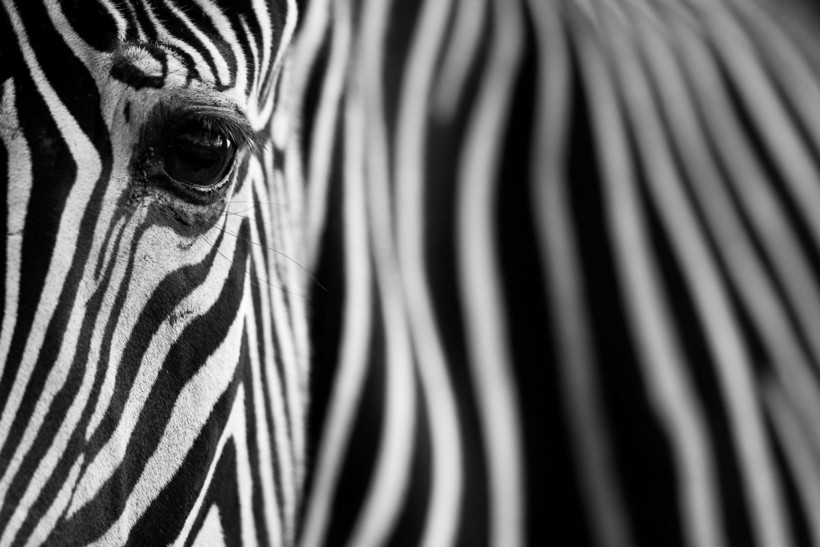 Блог - Победители в категории «Монохром» фотоконкурса Siena International Photo Awards 2018 Победители в категории «Монохром» фотоконкурса Siena International Photo Awards 2018