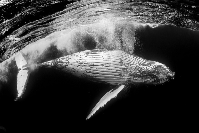 Блог - Победители в категории «Монохром» фотоконкурса Siena International Photo Awards 2018 Победители в категории «Монохром» фотоконкурса Siena International Photo Awards 2018