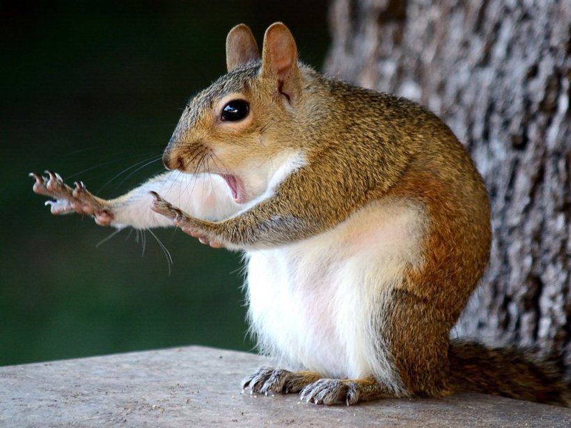 Блог - Объявлены победители самого веселого фотоконкурса Comedy Wildlife Photography Awards Объявлены победители самого веселого фотоконкурса Comedy Wildlife Photography Awards