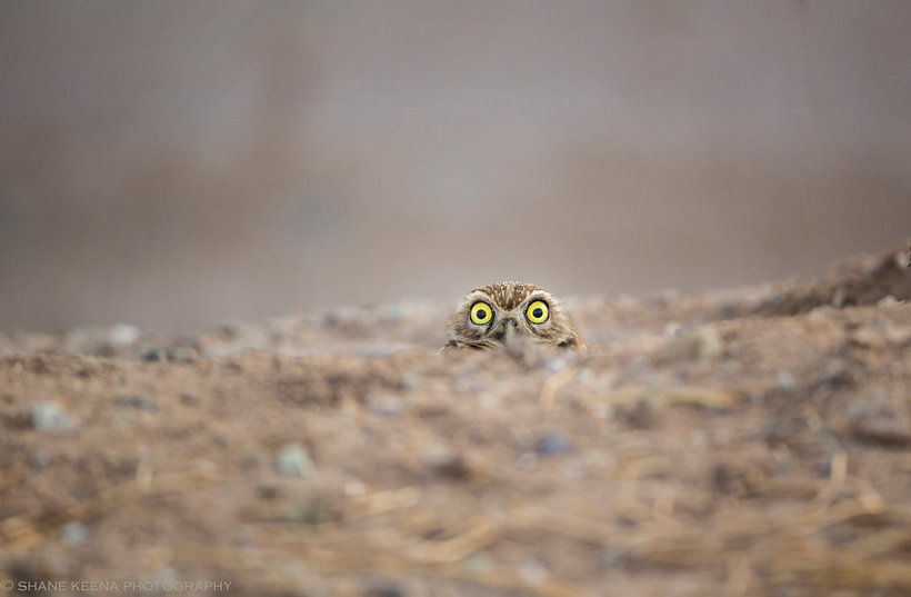 Блог - Объявлены победители самого веселого фотоконкурса Comedy Wildlife Photography Awards Объявлены победители самого веселого фотоконкурса Comedy Wildlife Photography Awards