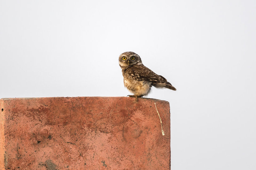 Блог - Объявлены победители самого веселого фотоконкурса Comedy Wildlife Photography Awards Объявлены победители самого веселого фотоконкурса Comedy Wildlife Photography Awards