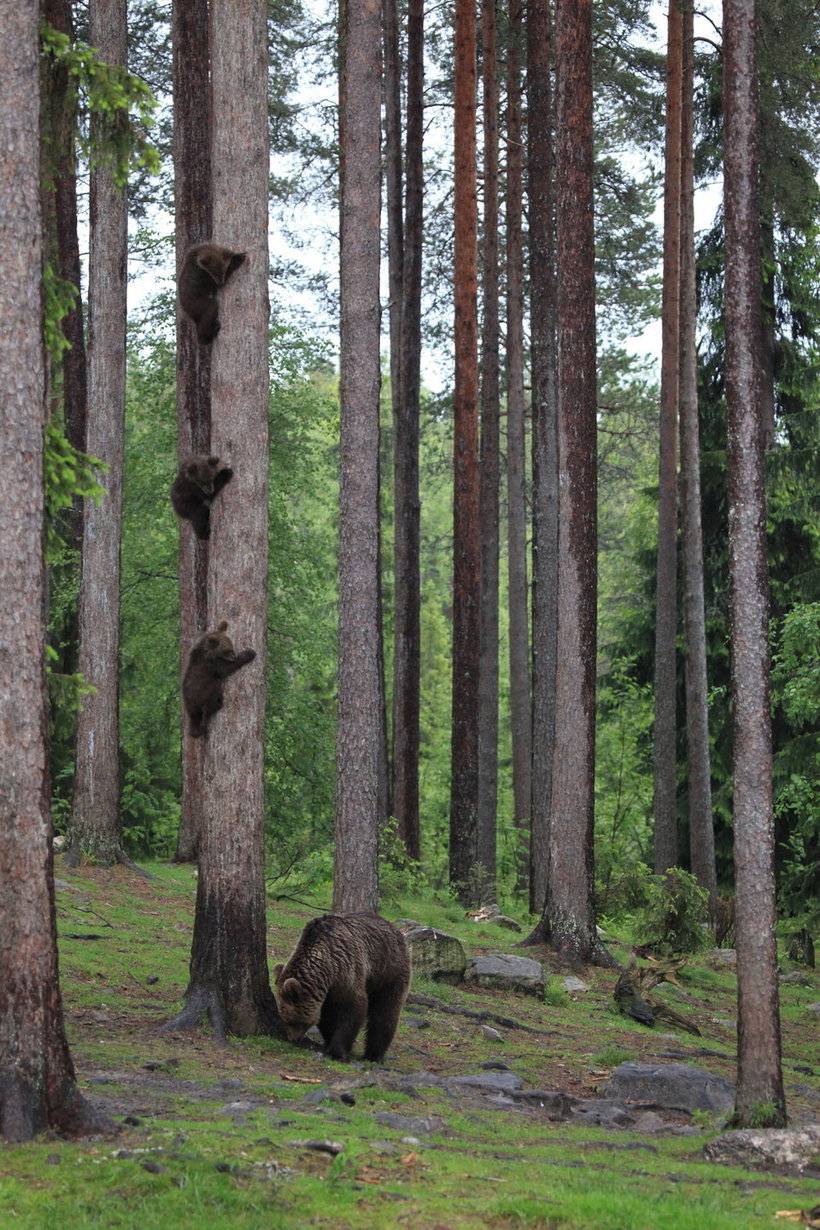 Блог - Объявлены победители самого веселого фотоконкурса Comedy Wildlife Photography Awards Объявлены победители самого веселого фотоконкурса Comedy Wildlife Photography Awards