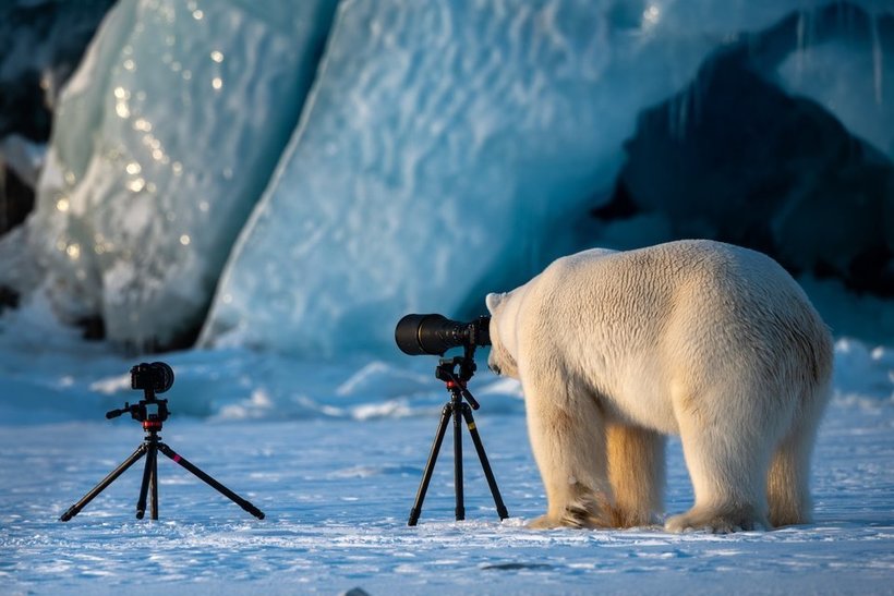 Блог - Объявлены победители самого веселого фотоконкурса Comedy Wildlife Photography Awards Объявлены победители самого веселого фотоконкурса Comedy Wildlife Photography Awards