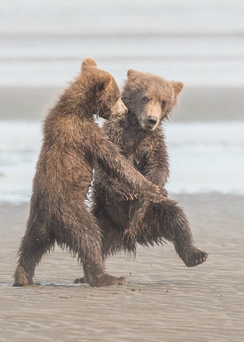 Блог - Объявлены победители самого веселого фотоконкурса Comedy Wildlife Photography Awards Объявлены победители самого веселого фотоконкурса Comedy Wildlife Photography Awards