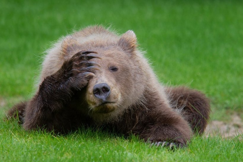 Блог - Объявлены победители самого веселого фотоконкурса Comedy Wildlife Photography Awards Объявлены победители самого веселого фотоконкурса Comedy Wildlife Photography Awards