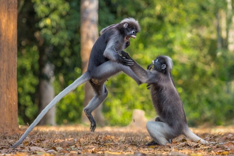 Блог - Объявлены победители самого веселого фотоконкурса Comedy Wildlife Photography Awards Объявлены победители самого веселого фотоконкурса Comedy Wildlife Photography Awards