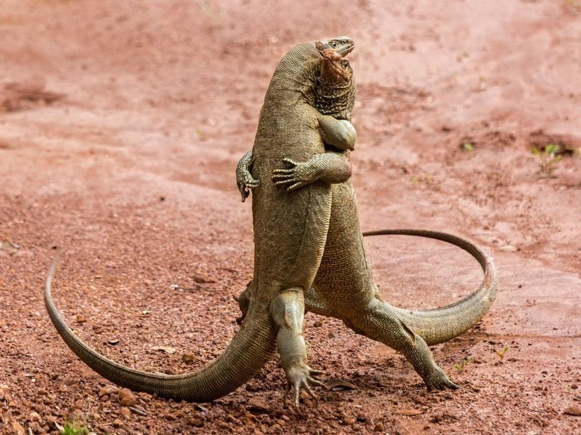 Блог - Объявлены победители самого веселого фотоконкурса Comedy Wildlife Photography Awards Объявлены победители самого веселого фотоконкурса Comedy Wildlife Photography Awards