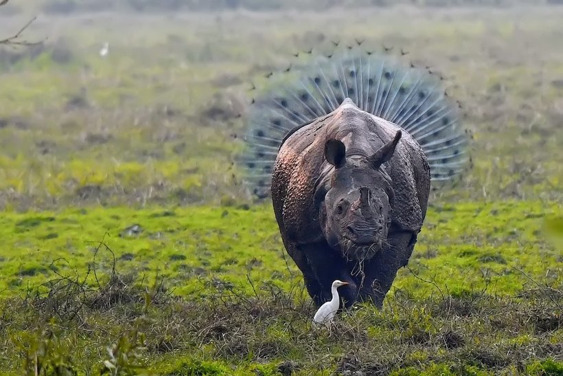 Блог - Объявлены победители самого веселого фотоконкурса Comedy Wildlife Photography Awards Объявлены победители самого веселого фотоконкурса Comedy Wildlife Photography Awards