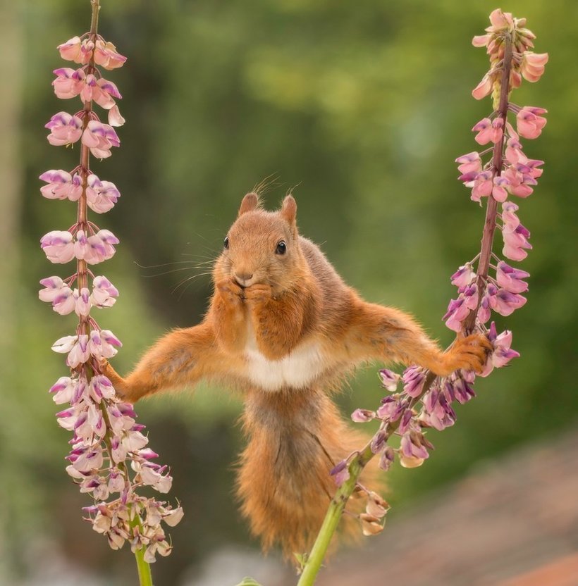 Блог - Объявлены победители самого веселого фотоконкурса Comedy Wildlife Photography Awards Объявлены победители самого веселого фотоконкурса Comedy Wildlife Photography Awards