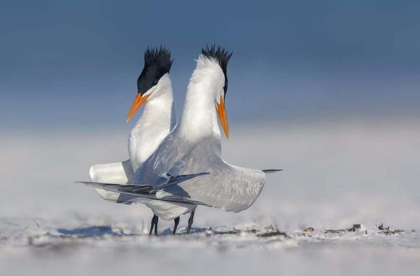 Блог - Фантастические победители фотоконкурса Royal Society Photography Contest 2018 Фантастические победители фотоконкурса Royal Society Photography Contest 2018