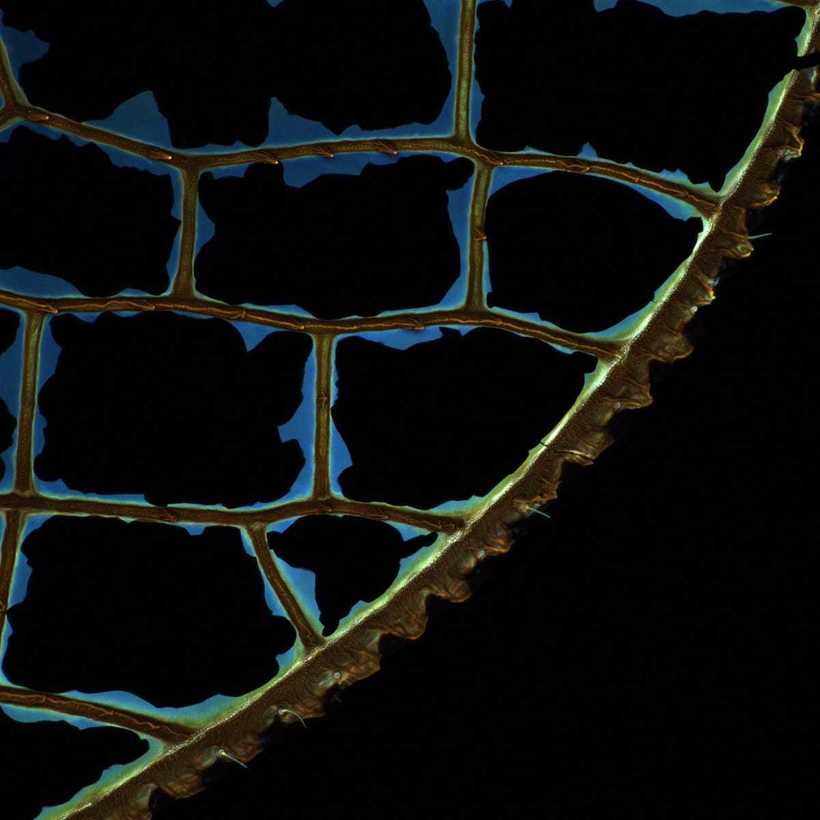 Блог - Фантастические победители фотоконкурса Royal Society Photography Contest 2018 Фантастические победители фотоконкурса Royal Society Photography Contest 2018