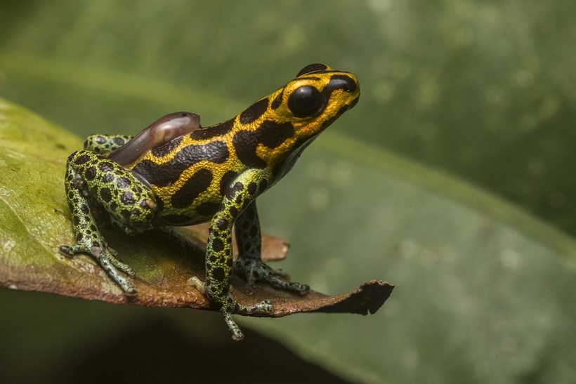 Блог - Фантастические победители фотоконкурса Royal Society Photography Contest 2018 Фантастические победители фотоконкурса Royal Society Photography Contest 2018