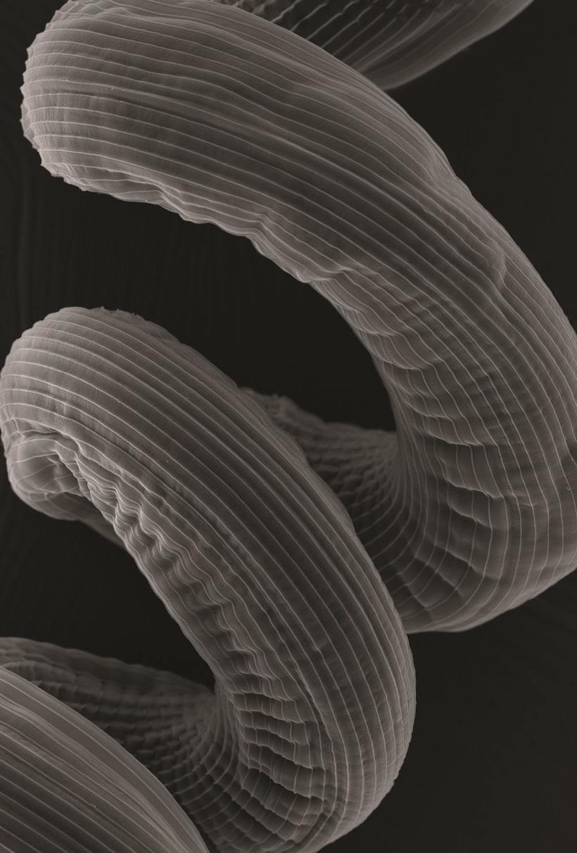 Блог - Фантастические победители фотоконкурса Royal Society Photography Contest 2018 Фантастические победители фотоконкурса Royal Society Photography Contest 2018