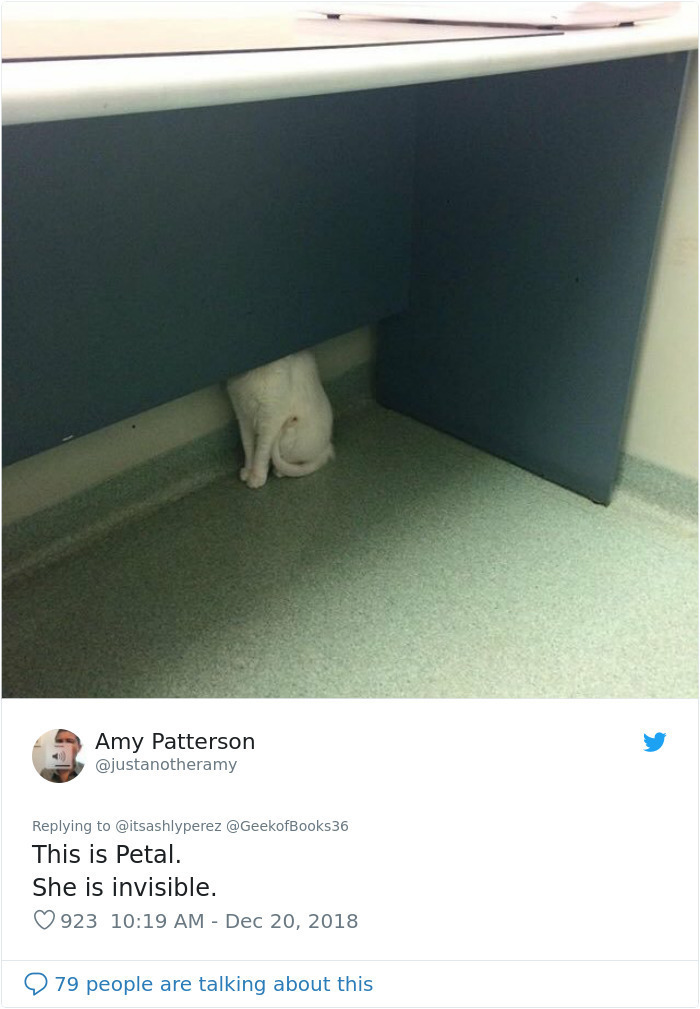 Блог - Люди делятся фотографиями, как их коты прячутся от ветеринаров в приемных кабинетах Люди делятся фотографиями, как их коты прячутся от ветеринаров в приемных кабинетах