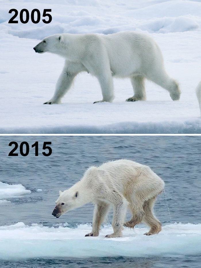 Блог - Самый пугающий и грустный #10YearChallenge: что произошло с нашей планетой за 10 лет Самый пугающий и грустный #10YearChallenge: что произошло с нашей планетой за 10 лет