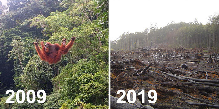 Блог - Самый пугающий и грустный #10YearChallenge: что произошло с нашей планетой за 10 лет Самый пугающий и грустный #10YearChallenge: что произошло с нашей планетой за 10 лет