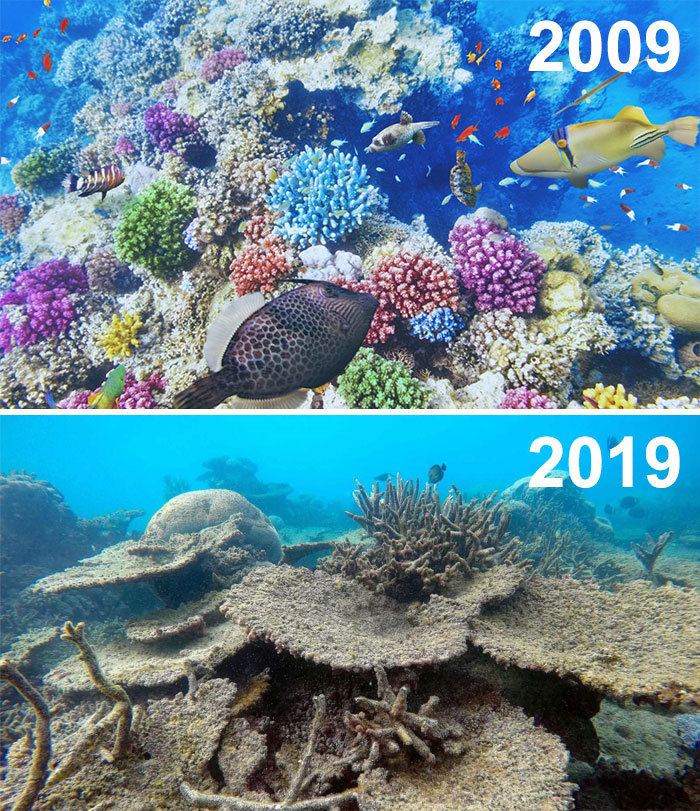 Блог - Самый пугающий и грустный #10YearChallenge: что произошло с нашей планетой за 10 лет Самый пугающий и грустный #10YearChallenge: что произошло с нашей планетой за 10 лет
