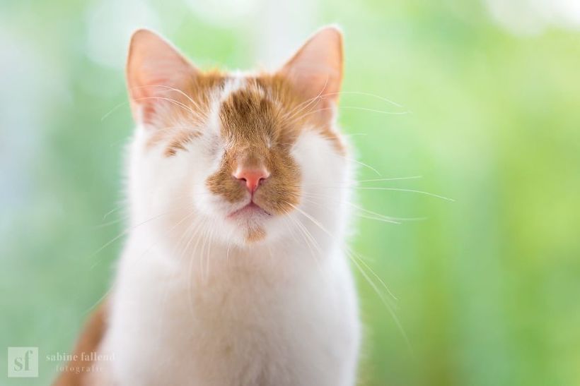 Блог - Девушка делает чудесные эмоциональные фото своего кота, у которого нет глаз Девушка делает чудесные эмоциональные фото своего кота, у которого нет глаз