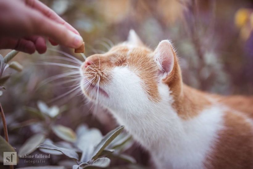 Блог - Девушка делает чудесные эмоциональные фото своего кота, у которого нет глаз Девушка делает чудесные эмоциональные фото своего кота, у которого нет глаз