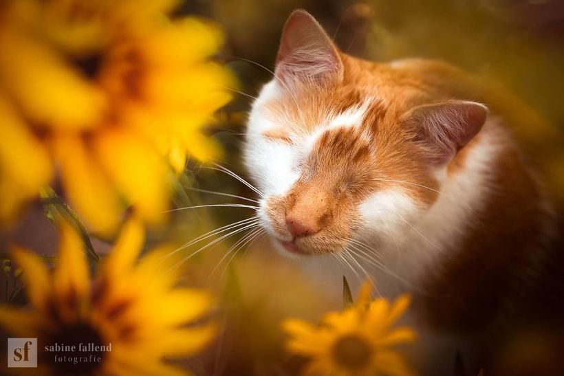 Блог - Девушка делает чудесные эмоциональные фото своего кота, у которого нет глаз Девушка делает чудесные эмоциональные фото своего кота, у которого нет глаз