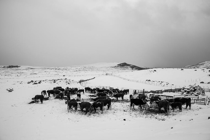 Блог - Фотограф показала, что на самом деле представляет собой жизнь на американском ранчо Фотограф показала, что на самом деле представляет собой жизнь на американском ранчо