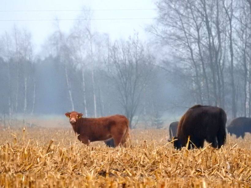 Блог - Смелая корова-авантюристка сбежала от людей к могучим зубрам и очень счастлива Смелая корова-авантюристка сбежала от людей к могучим зубрам и очень счастлива
