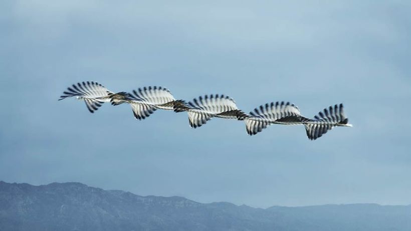 Блог - 10 поразительных фото, на которых запечатлены «узоры» полетов птиц 10 поразительных фото, на которых запечатлены «узоры» полетов птиц