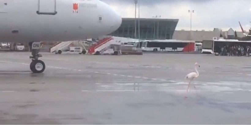 Блог - Видео: Фламинго прогулялся по взлетно-посадочной полосе аэропорта, устроив переполох Видео: Фламинго прогулялся по взлетно-посадочной полосе аэропорта, устроив переполох