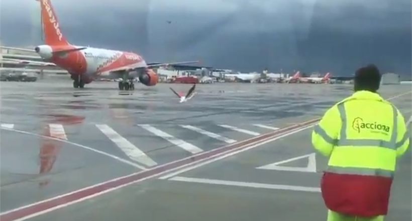 Блог - Видео: Фламинго прогулялся по взлетно-посадочной полосе аэропорта, устроив переполох Видео: Фламинго прогулялся по взлетно-посадочной полосе аэропорта, устроив переполох